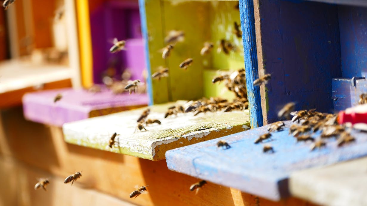 Bees